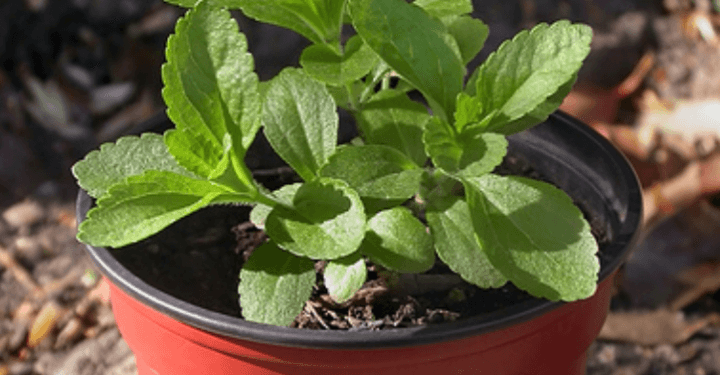Cultivo de stevia