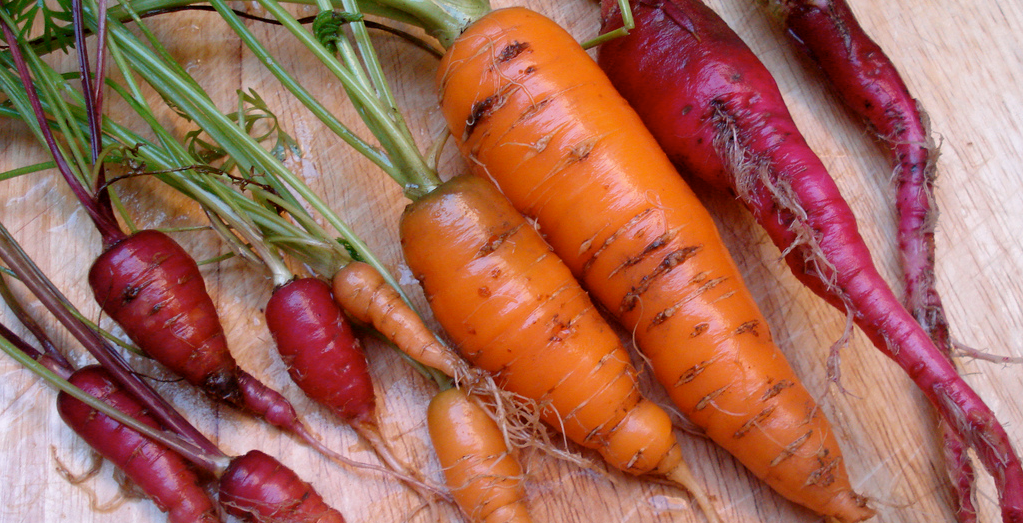 Zanahorias moradas y naranjas