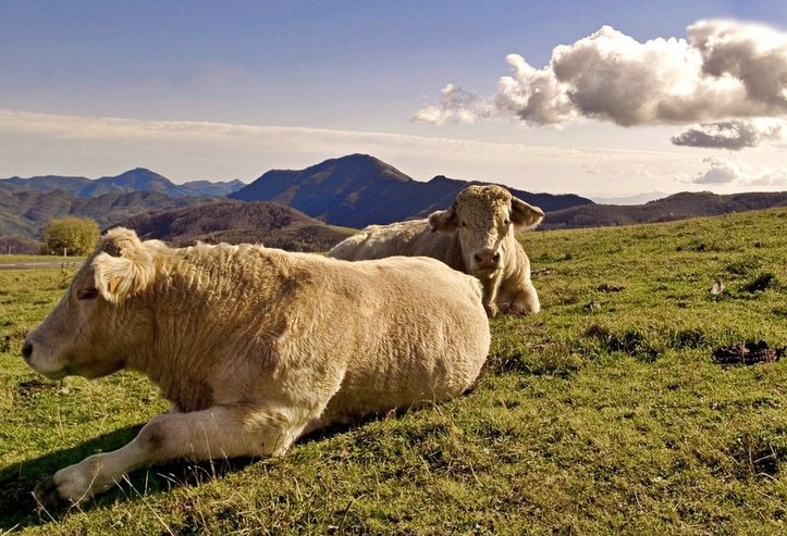 Vacas reposando en una pradera verde