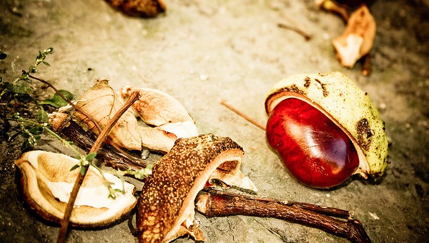 Las castañas, uno de los frutos emblemáticos del otoño