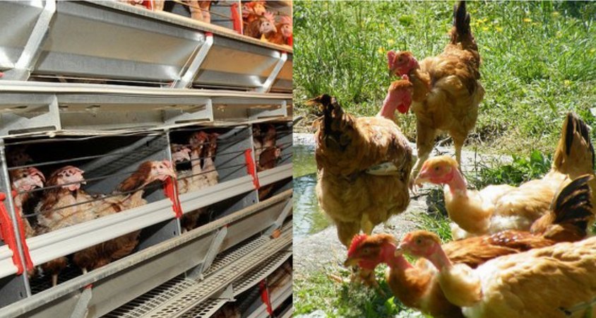 Gallinas criadas en jaulas y gallinas de granjas ecológicas Gallinas criadas en jaulas y gallinas de granjas ecológicas