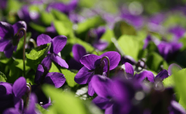 Flores de violetas en el campo