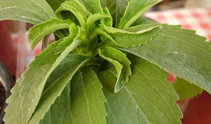 La Stevia el mejor edulcorante natural