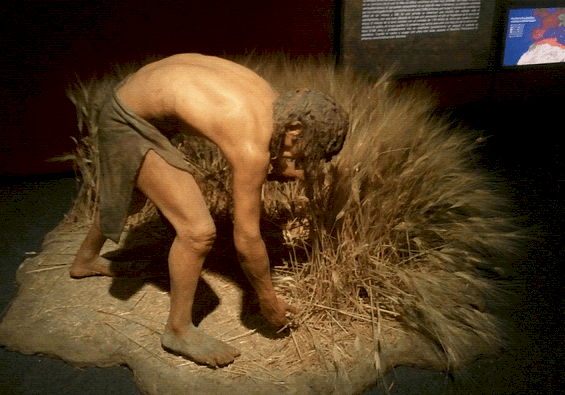 Hombre Neolitico - Agricultura