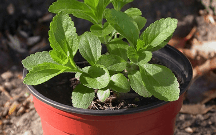 Cultivo de stevia