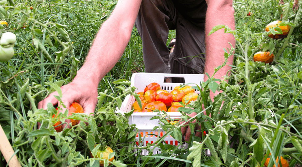 Tomates ecológicos