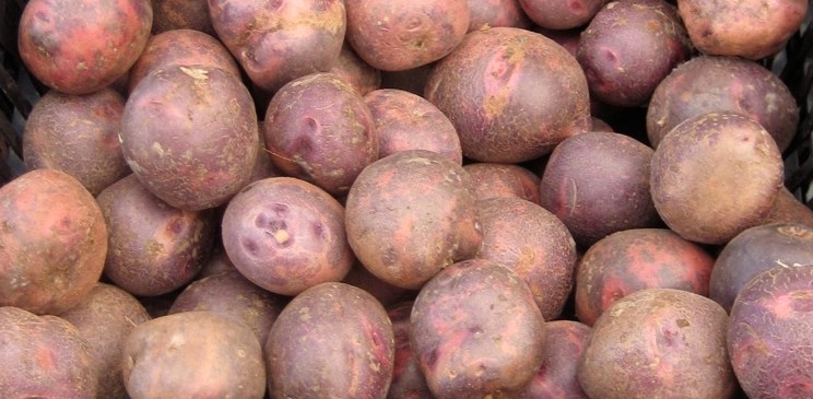 patatas potatoes papas