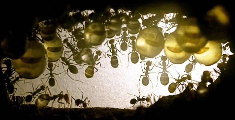 Honeypot ant / hormigas melíferas