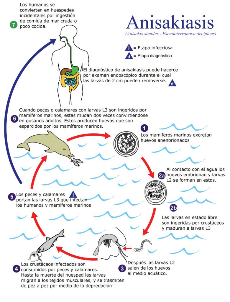 Ciclo del anisakis