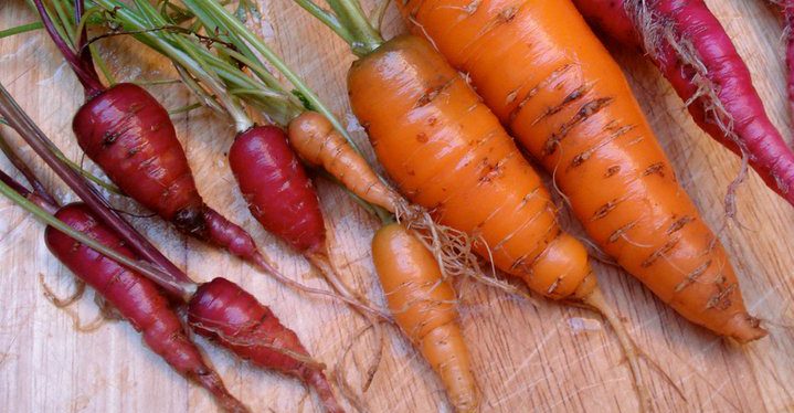 Zanahorias