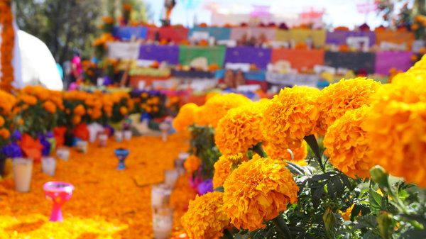 Flores de Cempasuchil en el día de muertos