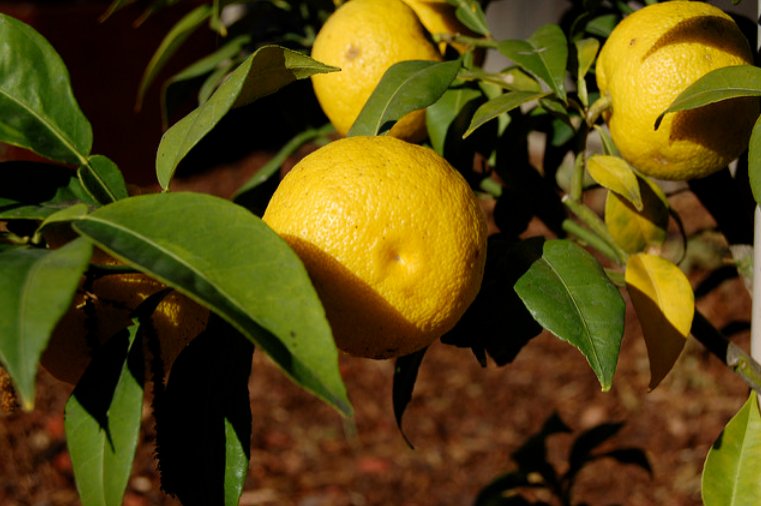 comprar arbol yuzu