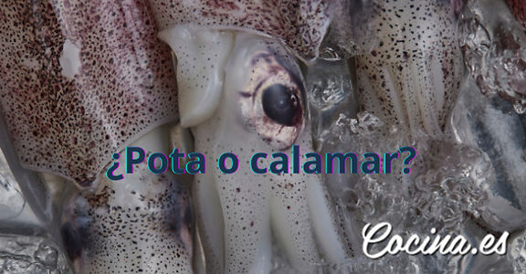 Diferencias entre la pota y el calamar