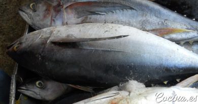 Diferencias entre el atún claro y el atún