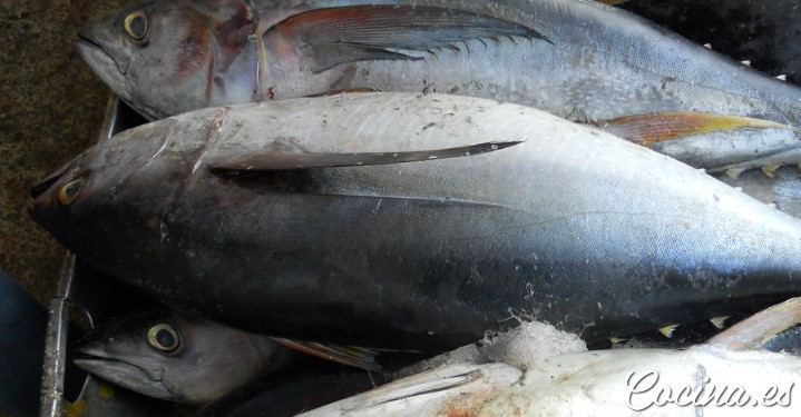 Diferencias entre el atún claro y el atún