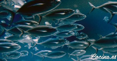 Formas de criar pescado en piscifactoría