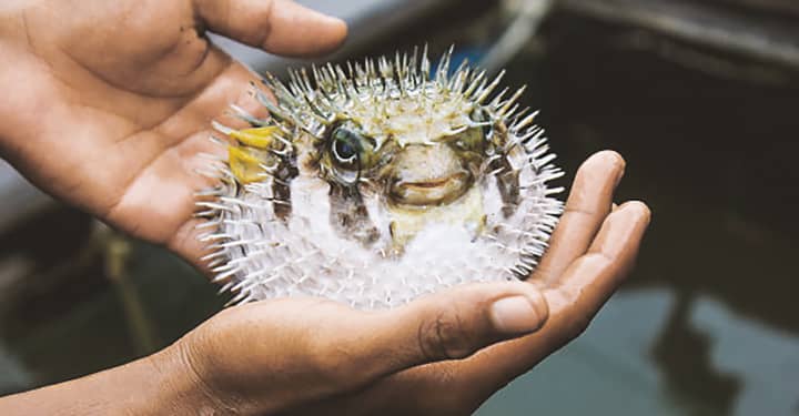 Cocinar el fugu sin riesgo