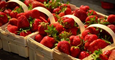 Por qué las fresas de Huelva ya no saben a fresas