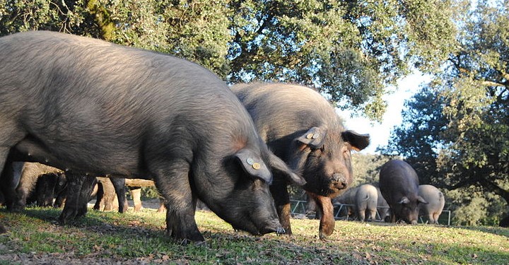 Qué partes del cerdo no se comen